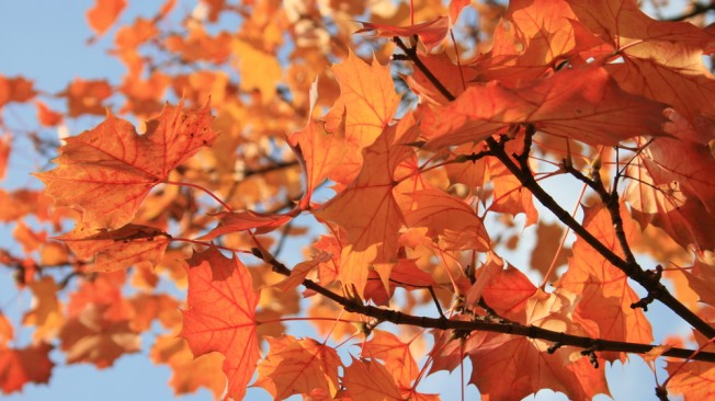 Herbstwald3